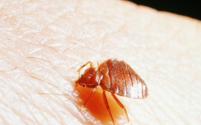 How To Clean Your Luggage From Bed Bugs? Here's How!